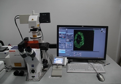 高灵敏度激光共聚焦显微镜Zeiss LSM5